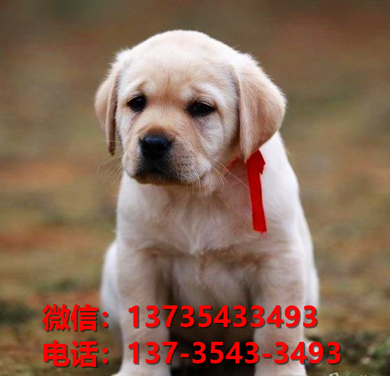 纯种拉布拉多犬 深圳犬舍宠物狗狗哪里有黑拉