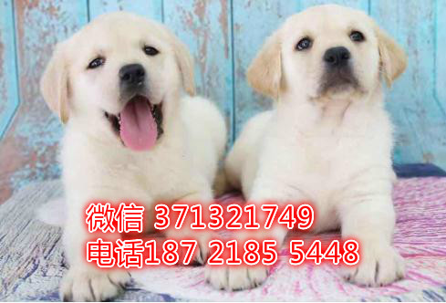 西宁犬舍 宠物狗狗出售 拉布拉多犬狗狗 西宁