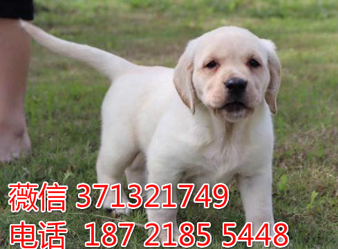 长春宠物 拉布拉多犬纯种幼犬出售 长春犬舍在