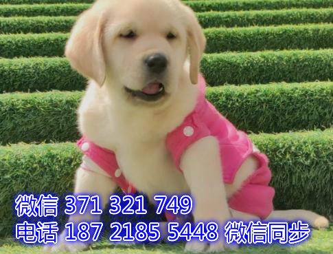 大连宠物狗狗 拉布拉多犬纯种幼犬 大连犬舍狗场批发