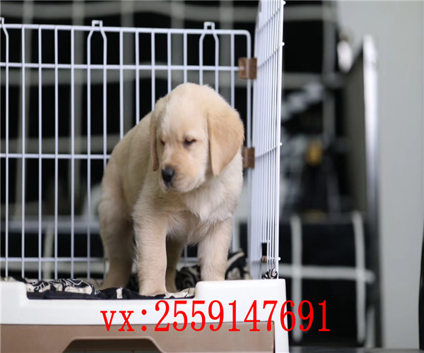 福州哪里卖拉布拉多犬 福州纯种拉布拉多价格 福州黑色拉布拉多怎么卖