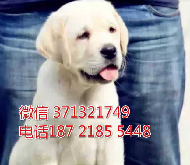 绍兴宠物 拉布拉多犬出售纯种 绍兴犬舍在哪里