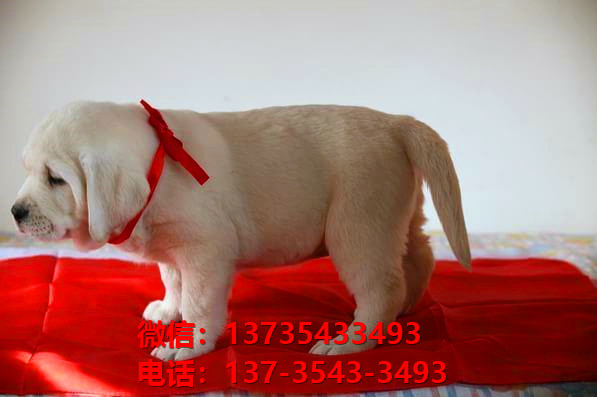 纯种拉布拉多犬 杭州犬舍宠物狗狗哪里有黑拉布拉多犬领养