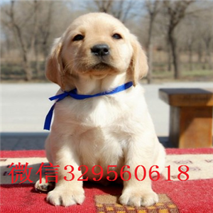  四平哪里有双血统拉布拉多犬出售纯种拉布拉