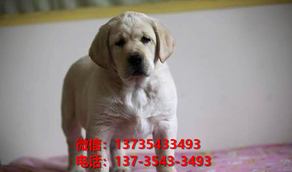 哈尔滨宠物狗狗在哪有卖狗地方 网上狗市场在买狗纯种拉布拉多