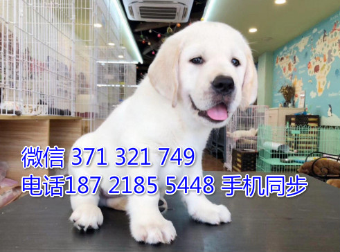 拉布拉多幼犬出售纯种 狗场直销宠物 哪里有宠物狗狗囱