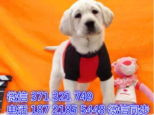 宠物狗狗拉布拉多全国可以发货 犬舍繁殖 包健