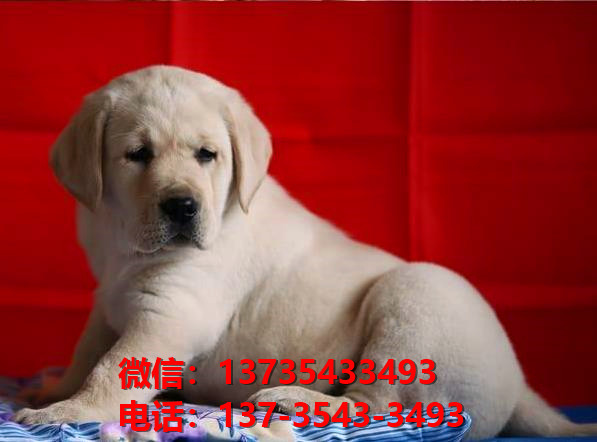 纯种拉布拉多犬幼犬出售 上海宠物狗狗犬舍转