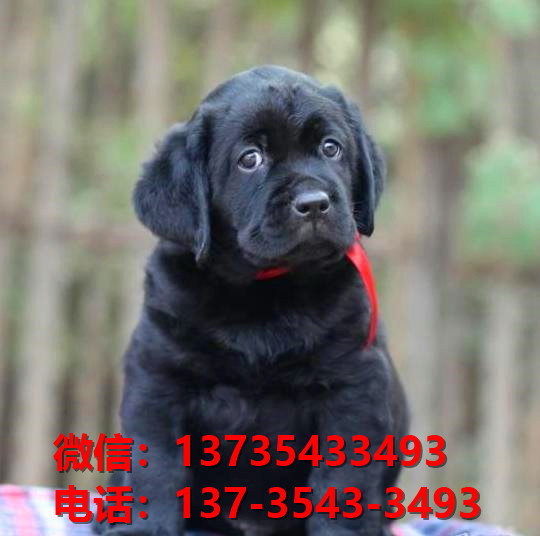 纯种拉布拉多犬幼犬出售 厦门宠物狗狗犬舍转让健康正宗宠物狗狗导盲犬卖狗地方