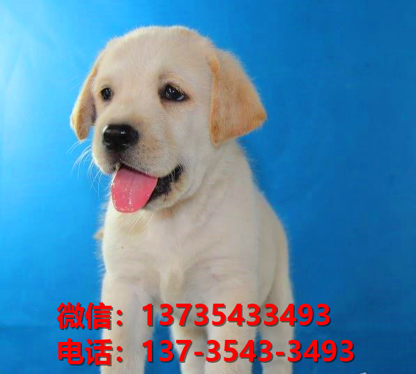 纯种拉布拉多犬幼犬出售 西安宠物狗狗犬舍转让健康正宗宠物狗狗导盲犬卖狗地方