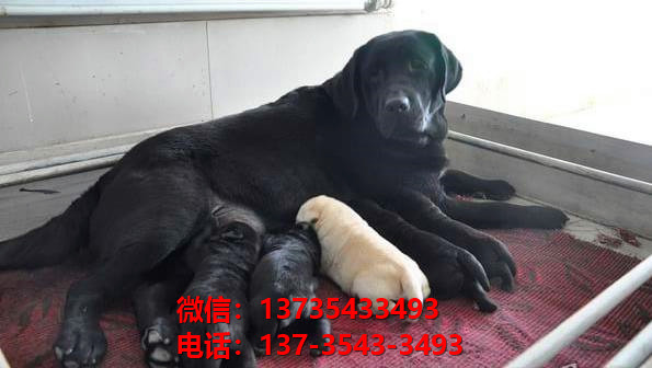 沈阳宠物狗狗犬舍出售纯种拉布拉多犬 宠物狗市场在哪卖狗的地方 拉布拉多导盲犬