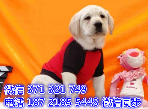 宠物狗狗拉布拉多全国可以发货 犬舍繁殖 包健康掣