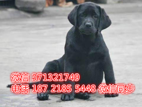 特价拉布拉多出售纯种幼犬 专业繁殖专业发货 可上门看甘