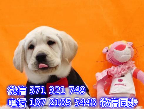 宠物狗狗拉布拉多全国可以发货 犬舍繁殖 包健康岸