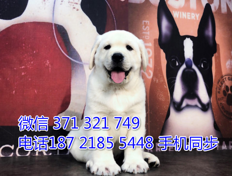 拉布拉多幼犬出售纯种 狗场直销宠物 哪里有宠物狗狗傩