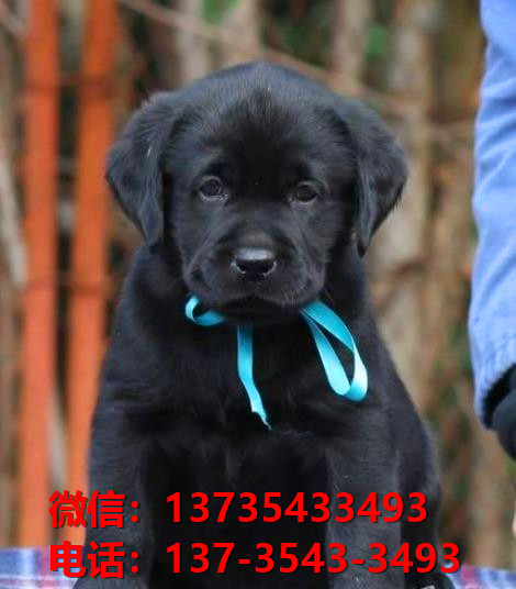 纯种拉布拉多犬幼犬出售 厦门宠物狗狗犬舍转让健康正宗宠物狗狗导盲犬卖狗地方