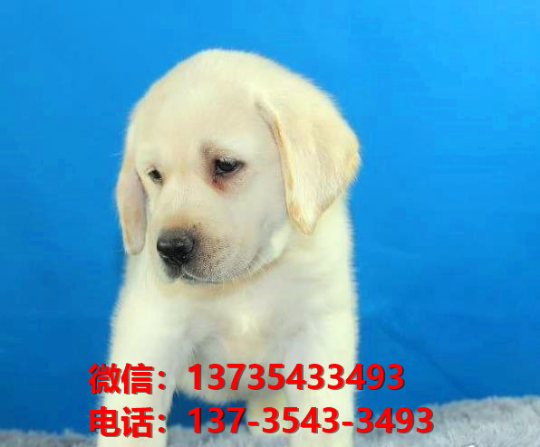 纯种拉布拉多犬幼犬出售 西安宠物狗狗犬舍转让健康正宗宠物狗狗导盲犬卖狗地方