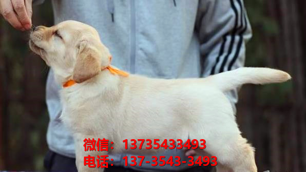 沈阳宠物狗狗犬舍出售纯种拉布拉多犬 宠物狗市场在哪卖狗的地方 拉布拉多导盲犬