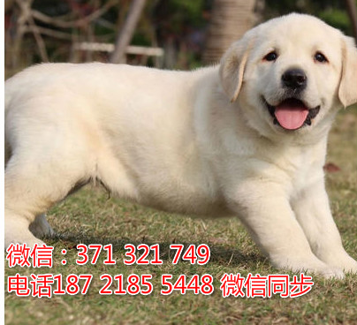 全国特惠拉布拉多纯种幼犬 支持上门 支持空运汽运 包健康昧
