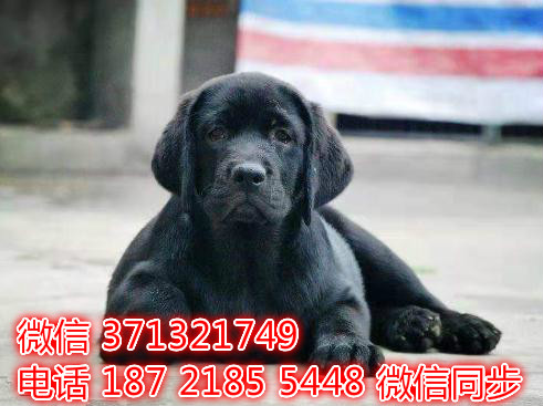 特价拉布拉多出售纯种幼犬 专业繁殖专业发货 可上门看葱