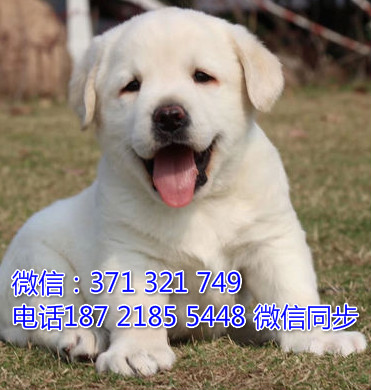 全国特惠拉布拉多纯种幼犬 支持上门 支持空运