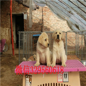  无锡哪里出售纯种拉布拉多幼犬 拉布拉多犬导