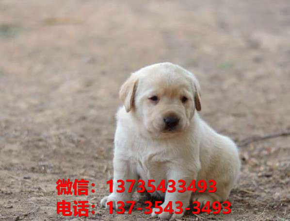 纯种拉布拉多犬幼犬出售 南宁宠物狗狗犬舍转让健康正宗宠物狗狗导盲犬卖狗地方