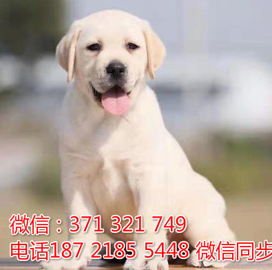 全国特惠拉布拉多纯种幼犬 支持上门 支持空运汽运 包健康展