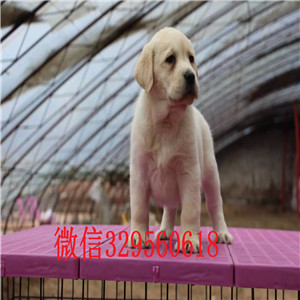  衡阳哪里出售导盲犬拉布拉多，聪明活泼的拉布