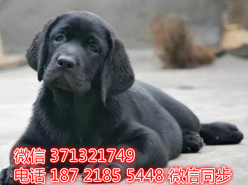 特价拉布拉多出售纯种幼犬 专业繁殖专业发货 可上门看狡