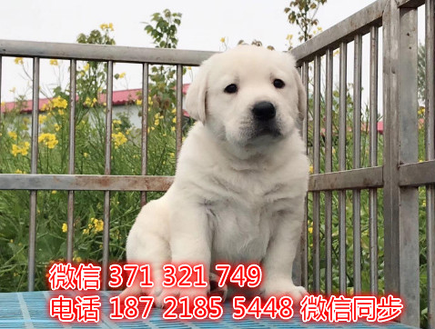 拉布拉多宠物买卖 宠物市场 宠物狗狗图片宠物网敖