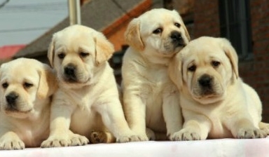 南宁买狗买拉布拉多 犬场小拉多出售欢迎联系