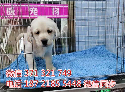 犬舍拉布拉多纯种幼犬出售 拉布拉多犬舍狗场宠物狗孜
