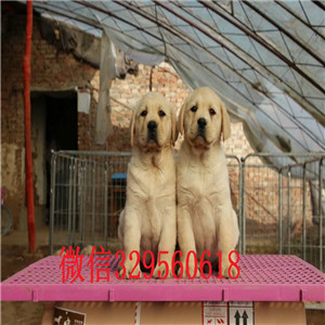  湘潭哪里卖纯种拉布拉多幼犬拉布拉多多少钱