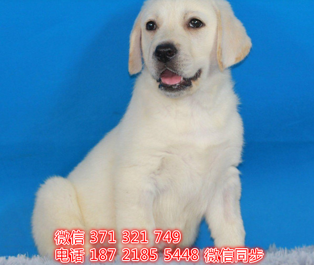 犬舍直销，哪里有宠物拉布拉多，精品小型中型大型