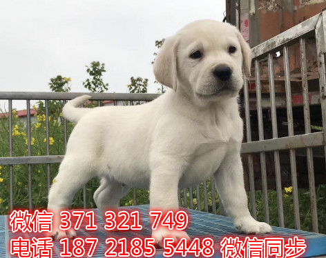 拉布拉多宠物买卖 宠物市场 宠物狗狗图片宠物网敖