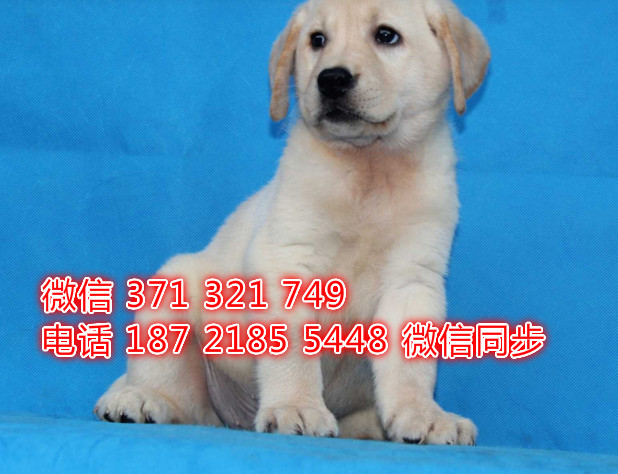 犬舍直销，哪里有宠物拉布拉多，精品小型中型大型犬狗狗劝