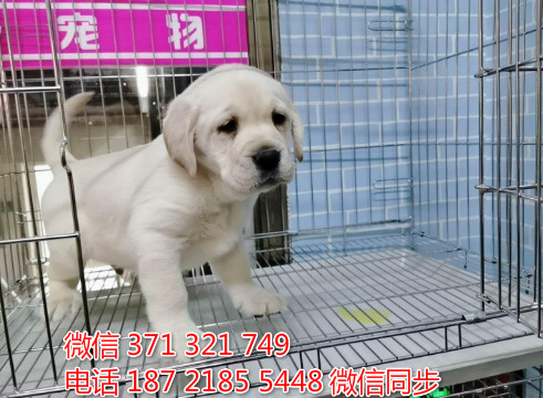 犬舍拉布拉多纯种幼犬出售 拉布拉多犬舍狗场宠物狗诰