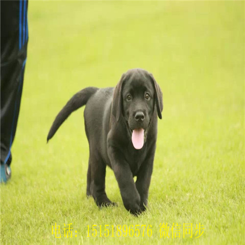 保山哪里卖健康的拉布拉多黑色拉布拉多白色拉