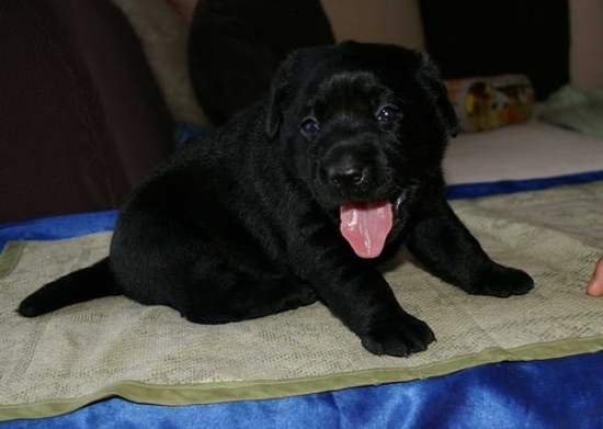 ?？诼蚶祭?养犬基地出售漂亮小拉多