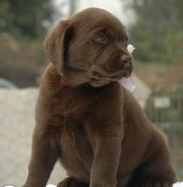 南宁买狗买拉布拉多 犬场小拉多出售欢迎联系