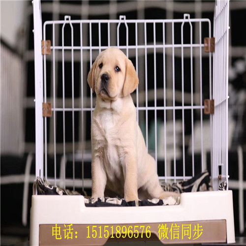 扬州哪里卖健康的拉布拉多黑色拉布拉多白色拉