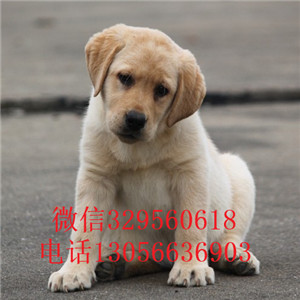 四平哪里出售拉布拉多黑色拉布拉多专业繁殖