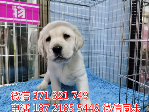 犬舍拉布拉多纯种幼犬出售 拉布拉多犬舍狗场