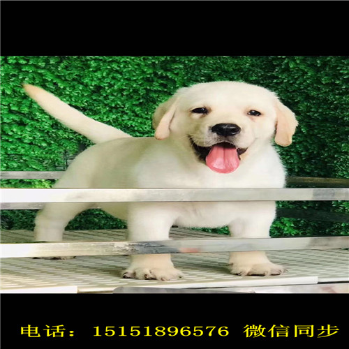 九江拉布拉多出售 九江纯种拉布拉多价格 九江