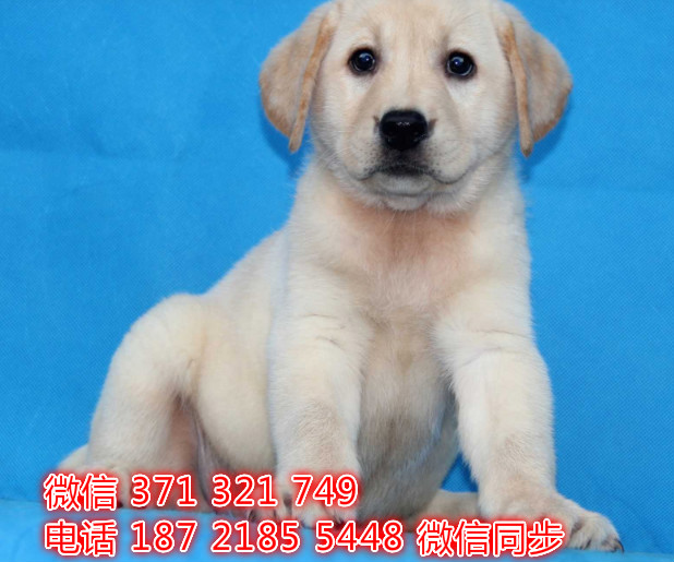 犬舍直销，哪里有宠物拉布拉多，精品小型中型大型犬狗狗焕