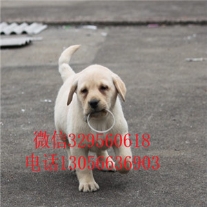  ?？谀睦镉写恐掷祭嗦舫鍪鄞恐掷祭? width=80px height=80px /></div><div   id=