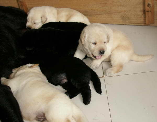 郑州买拉布拉多 正规养犬场出售精品小拉多