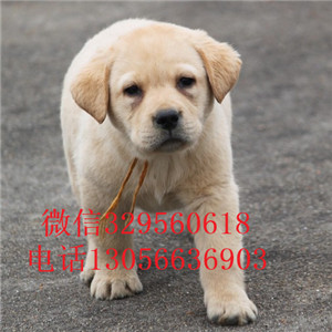  海口哪里有纯种拉布拉多卖出售纯种拉布拉多幼犬专业繁殖纯种拉布拉多拉布拉多好养吗