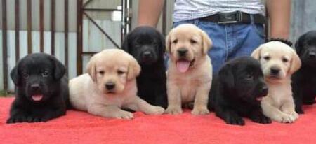 云南文山卖狗狗场常年卖拉布拉多